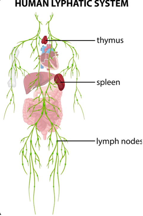 Lymphoma patient support resources infographic with care options counseling services and financial assistance programs for cancer patients